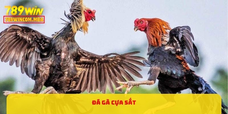 Đá Gà Cựa Sắt Là Gì